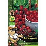 Semillas ecológicas de Tomate Red Cherry Foto, nuevo 2024, mejor precio 4,42 € revisión