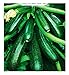 Foto Semillas de calabacín híbrido diamant - vegetales - cucurbita pepo - zi015 - las mejores semillas de plantas - flores - frutas raras - idea de regalo - calabacines - aproximadamente 75 semillas - a revisión