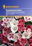 Sperli Blumensamen Sommerazalee Godetia Mischung, grün Foto, neu 2024, bester Preis 2,88 € (96,00 € / 100 g) Rezension