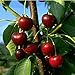 Foto Obstbaum Kirsche Kirschbaum Busch Form rot große schwarze Knorpelkirsche Süßkirsche 120-160 cm - hochwertige Baumschul Qualität direkt vom Fachhändler Rezension