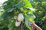 Portal Cool 30 Semillas de Solanum torvum (Ãrbol berenjenas \ tomate) Foto, nuevo 2024, mejor precio 3,99 € revisión