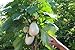 Foto Portal Cool 30 Semillas de Solanum torvum (Ãrbol berenjenas \ tomate) revisión