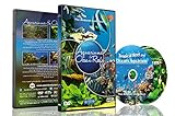 Aquarien DVD - 2 DVD Set Aquarien und Riffe des Ozeans mit farbenfrohen Korallen und Fischen Foto, neu 2024, bester Preis 19,95 € Rezension