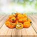 Foto Habanero Orange 25 x Samen aus Portugal 100% Natürlich ohne Chemische Anzuchthilfe oder Gentechnik Rezension
