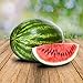 Foto Wassermelon Klondike 25 x Samen - 100% Natursamen, Superfruchtig und Herrlich Erfrischend Rezension