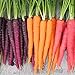 Foto Frisches Obstsamen mit 500Pcs Gemischte Farbe Karottensamen Leckeres Gemüse Obst Garten Farm Pflanze zum Pflanzen Garten Yard Home Landschaftsbau Rezension