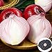 Foto Oce180anYLVUK Rote Zwiebelsamen, 50 Stück Beutel Rote Zwiebelsamen Köstliche Würzige Gemüsesamen Mit Roten Zwiebeln DIY Für Zu Hause Zwiebelsamen Rezension