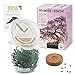 Foto GROW2GO Bonsai Kit incl. eBook GRATUITO - Set con mini invernadero, semillas y tierra - idea de regalo sostenible para los amantes de las plantas (Wisteria) revisión
