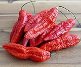 Hot Chili Pfeffer Bhut Jolokia Rot - Pepper - ertragreich - über eine Million Einheiten - 10 Samen Foto, neu 2024, bester Preis 1,60 € Rezension