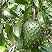 Foto Semilla de fruta fresca con 20pcs Guanábana Natillas de frutas tropicales Graviola Annona Muricata Semillas para plantar Garden Yard Home Landscaping revisión
