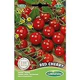 Germisem Red Cherry Semillas de Tomate 1 g (EC8004) Foto, nuevo 2024, mejor precio 2,45 € revisión
