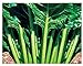 Foto Semillas de acelga verde de corte liso - verduras - beta vulgaris - 750 semillas aproximadamente - las mejores semillas de plantas - flores - frutas raras - remolachas verdes lisas - idea de regalo revisión