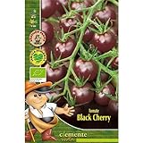 Semillas ecológicas de Tomate Black Cherry Foto, nuevo 2024, mejor precio 4,42 € revisión