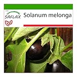 SAFLAX - Berenjena - 20 semillas - Con sustrato estéril para cultivo - Solanum melonga Foto, nuevo 2024, mejor precio 4,45 € revisión