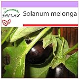 SAFLAX - Berenjena - 20 semillas - Solanum melonga Foto, nuevo 2024, mejor precio 3,95 € revisión