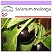 Foto SAFLAX - Berenjena - 20 semillas - Solanum melonga revisión