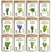 Photo Seedra 12 Herb Seeds Variety Pack - 3800+ Non-GMO Heirloom Seeds for Planting Hydroponic Indoor or Outdoor Home Garden - Rosemary, Tarragon, Lavender, Oregano, Basil, Thyme, Parsley, Chives & More review
