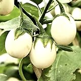 Semillas de berenjena 'Golden Egg' - Solanum melongena Foto, nuevo 2024, mejor precio 14,49 € revisión
