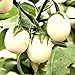 Foto Semillas de berenjena 'Golden Egg' - Solanum melongena revisión