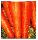 Semillas de zanahoria san valerio - verduras - daucus carota - aprox. 4500 semillas - las mejores semillas de plantas - flores - frutas raras - zanahorias - idea de regalo - Foto, nuevo 2024, mejor precio 8,18 € revisión