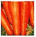Foto Semillas de zanahoria san valerio - verduras - daucus carota - aprox. 4500 semillas - las mejores semillas de plantas - flores - frutas raras - zanahorias - idea de regalo - revisión