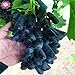 Foto plantas 50pcs / semillas de uva dedo raras bolso, semillas de frutas, uvas avanzadas de crecimiento natural bonsai deliciosas potted para el jardín de 3 revisión