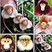 Foto Blumensamen 1 Tasche Blume Samen seltene neuartige Form vielseitige auffällige Haus Pflanze Samen für Garten - 100pcs Affe Gesicht Orchidee Samen Rezension