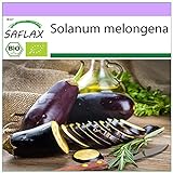 SAFLAX - Ecológico - Berenjena - Púrpura Larga - 20 semillas - Solanum melongena Foto, nuevo 2024, mejor precio 3,95 € revisión