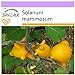 Foto SAFLAX - Ubre de vaca - 10 semillas - Solanum mammosum revisión