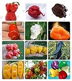 24 tipos de frutas 200 semillas de pimiento chile, semillas de hortalizas gigantes + pimiento + Carolina del Reaper