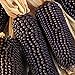 Foto Semillas de maíz negro, 1 bolsa de semillas de maíz dulce natural ligero de maíz rústico Ideal Semilla para jardinería regalo al aire libre revisión