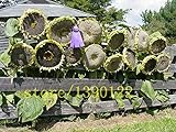 20 PC semillas de girasol gigantes grandes semillas de flor de girasol negro semillas de girasol gigante ruso para el jardín de Foto, nuevo 2024, mejor precio 3,99 € revisión