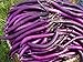 Foto la semilla de berenjena púrpura 200PC. semillas de plantas hortícolas verde natural. Sencillo establecimiento del jardín revisión
