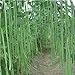 Foto Meterbohne/Spargelbohne 50 x Samen aus Portugal 100% Natursamen/Massenträger Bohnensamen Bohnen Samen Saatgut Rezension