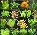 Foto 9 Bunde mit über 60 Aquarium-Pflanzen + Dünger - farbiges Sortiment für 60-100 Liter Aquarien, Wasserpflanzen für alle Aquarienbereiche Rezension