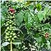 Foto Las nuevas 20 PC/bolsa de granos de café fresco de semillas de cosecha propia planta de frijol de cacao Semillas genuino para la venta revisión