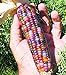 Foto Vegetable Seeds 20 dulce Rainbow maíz semillas coloridas Healty maíz en grano Cereales Sementes 95% + de germinación en la granja Jardín Bonasai púrpura revisión