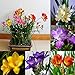Foto 100 unidades de semillas de flores perfumadas de fresia perenne para interiores y jardines raros bulbos para mujeres, hombres, niños, principiantes, regalo de jardineros revisión