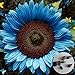 Foto Voldrew Semillas de Flores, 50 unids/Bolsa Semillas de Planta no GMO Alta germinación productiva Brillante Azul Girasol Girasol Semillas para la siembra Girasol revisión