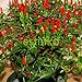 Foto 50pcs / lot de la herencia Semillas Thai Sun del pimiento picante de chile Capsicum annuum ornamental Bonsai Plant Mini Hot Pepper Seeds revisión