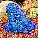 500 Stück Rock Cress Seeds Leicht zu züchten Bodendecker Blume Mehrfarbige Grünlandpflanzensamen für Rasen - Blau Foto, neu 2024, bester Preis 3,59 € Rezension