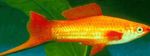Фото Аквариумные Рыбки Меченосец (Xiphophorus helleri), золотистый