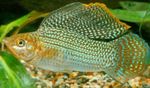 Nuotrauka Akvariumas Žuvys Sailfin Molly (Poecilia velifera), taškuotas