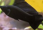სურათი აკვარიუმის თევზი Sailfin Molly (Poecilia velifera), შავი