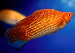 fotoğraf Akvaryum Balıkları Sailfin Molly (Poecilia velifera), kırmızı
