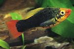 Фото Акваріумні Рибки Пецілія Багатобарвна (Пецілія Мінлива, Платіпецілія Багатобарвна) (Xiphophorus variatus), Чорний