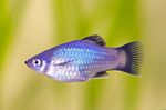 Photo Aquarium Fish Xiphophorus maculatus (Xiphophorus maculatus, Platypoecilus maculatus), Silver