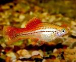 Photo Aquarium Fish Xiphophorus maculatus (Xiphophorus maculatus, Platypoecilus maculatus), Gold