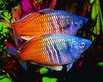 Boesemans Rainbowfish  foto en zorg