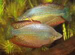 Melanotaenia splendida inornata Freshwater Fish  Photo